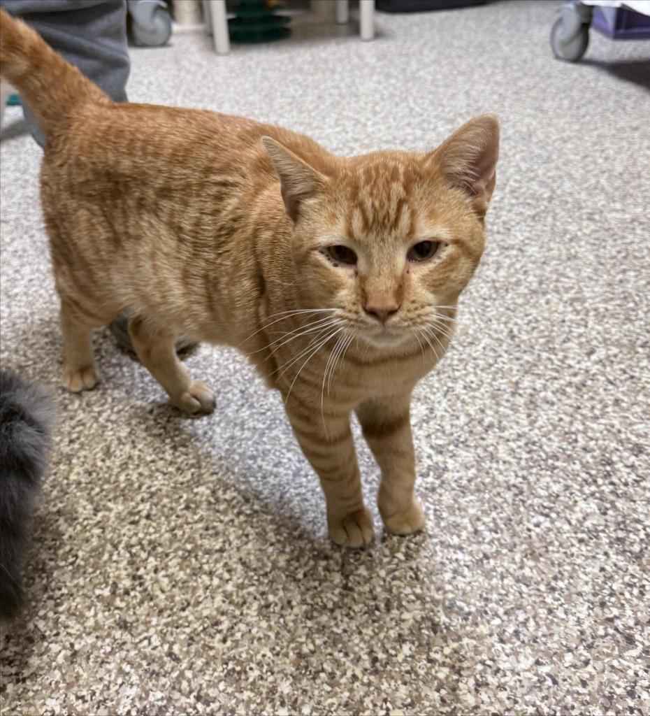 Leo, Adoptable, Young Male Domestic Short Hair.