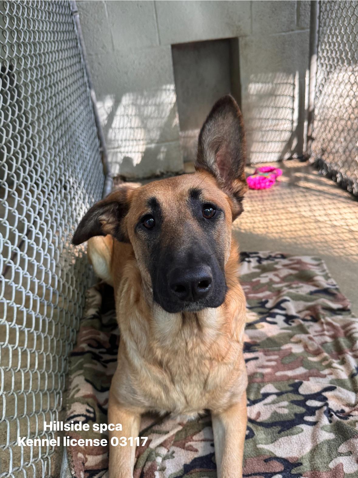 Spade, adopted, Puppy Female Shepherd.