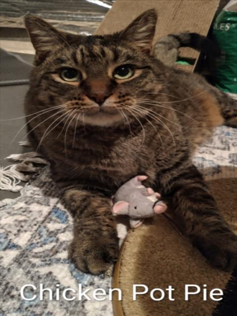 CHICKEN POT PIE, Adoptable, Senior Female Domestic Short Hair & Domestic Short Hair.