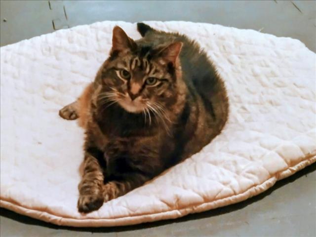 CHICKEN POT PIE, Adoptable, Senior Female Domestic Short Hair & Domestic Short Hair.