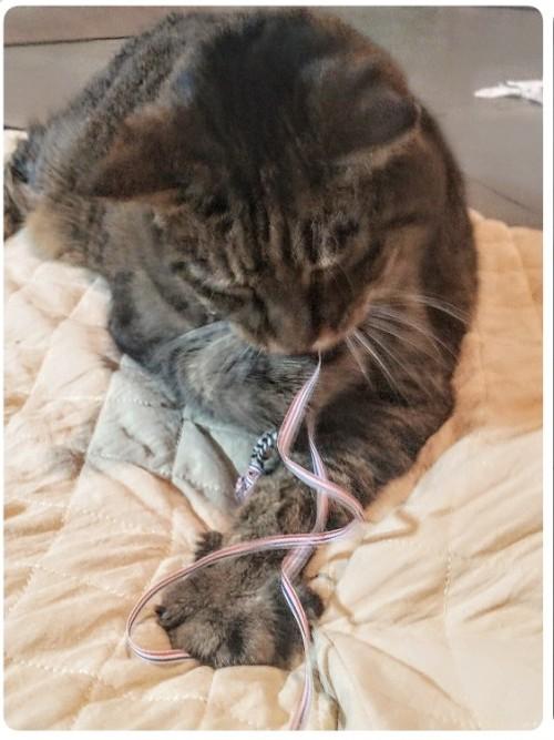 CHICKEN POT PIE, Adoptable, Senior Female Domestic Short Hair & Domestic Short Hair.