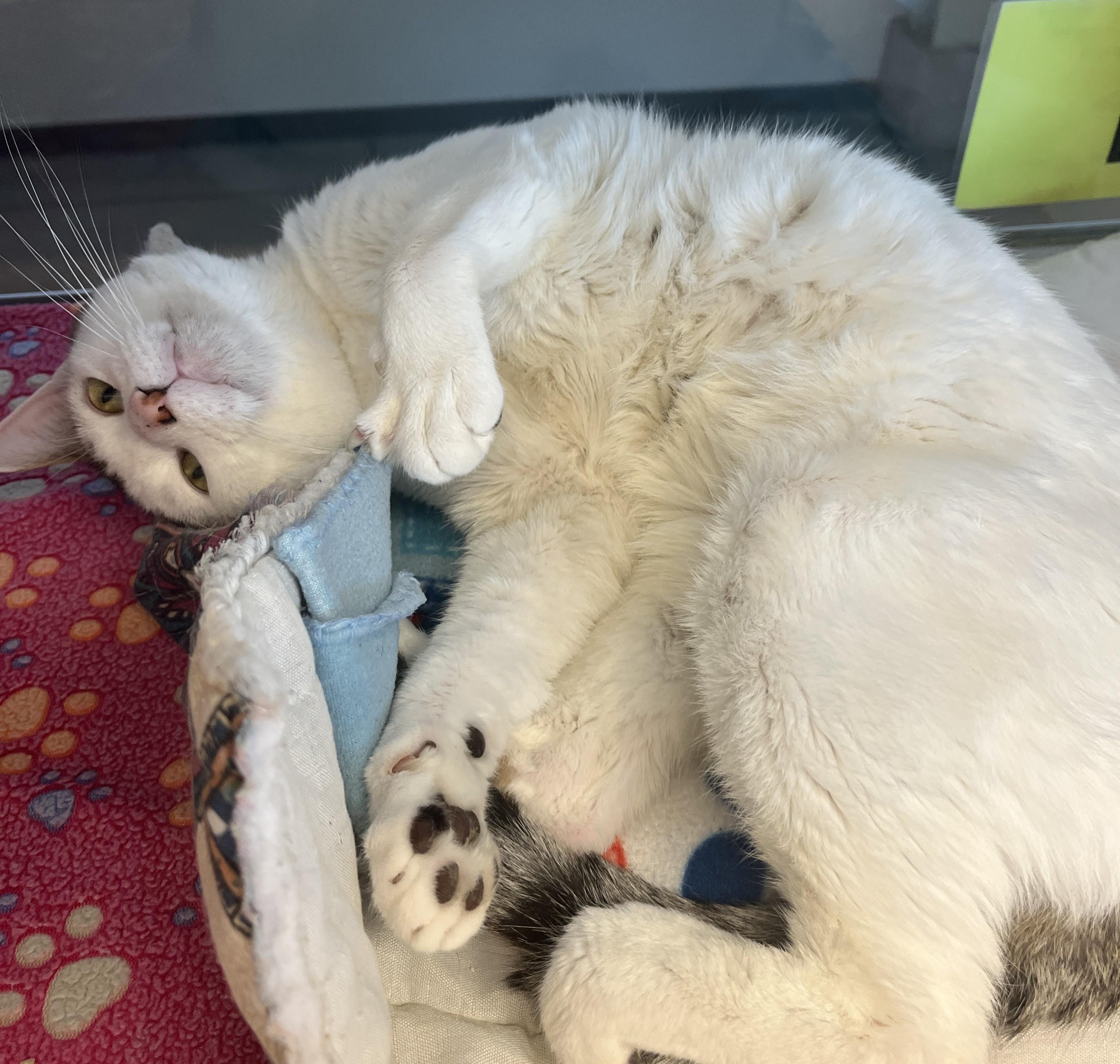 Chirpy, an adoptable Domestic Short Hair in Cedar Rapids, IA image 4/4