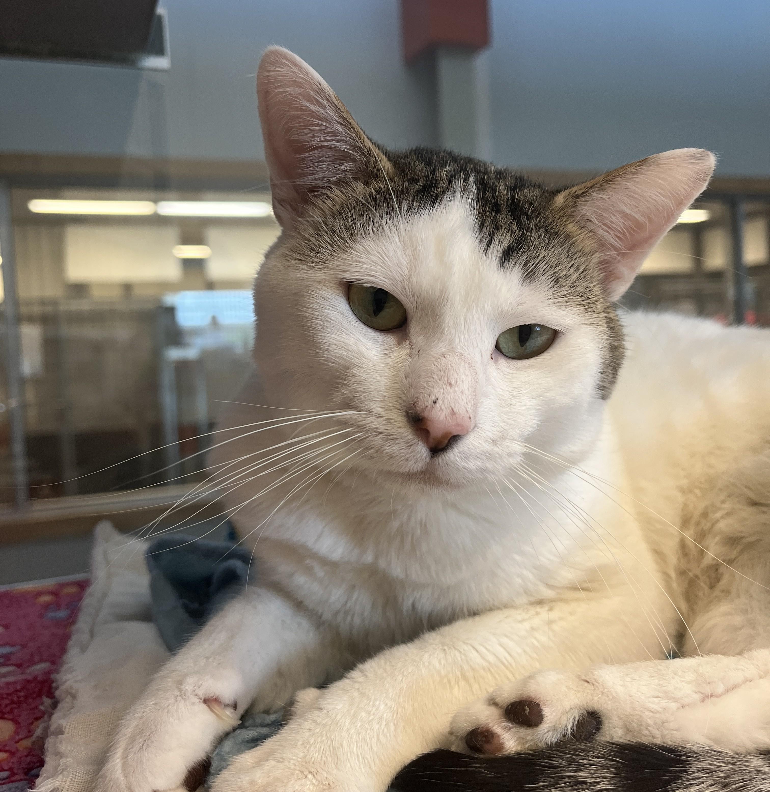 Chirpy, an adoptable Domestic Short Hair in Cedar Rapids, IA image 3/4