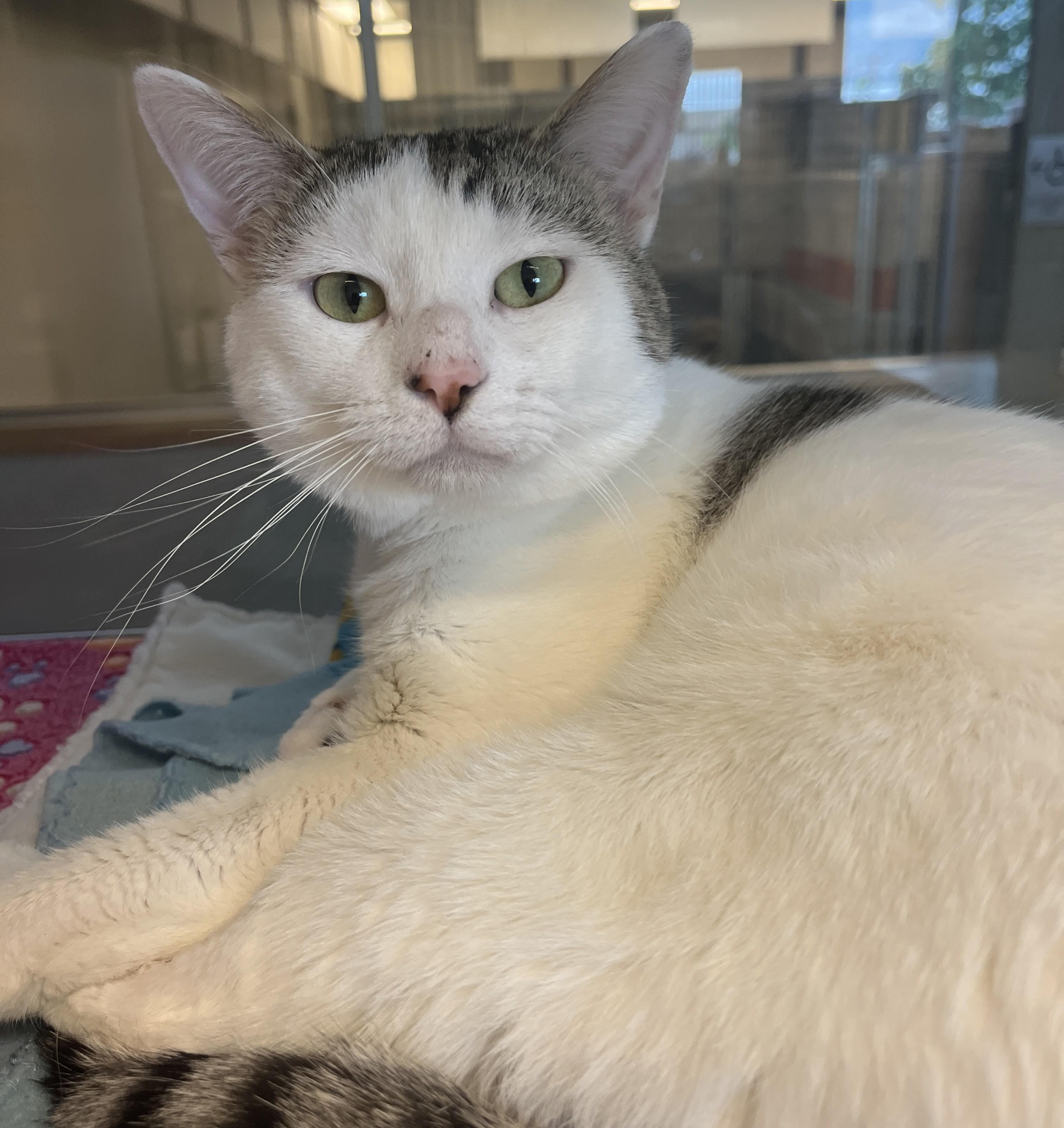 Chirpy, an adoptable Domestic Short Hair in Cedar Rapids, IA image 2/4