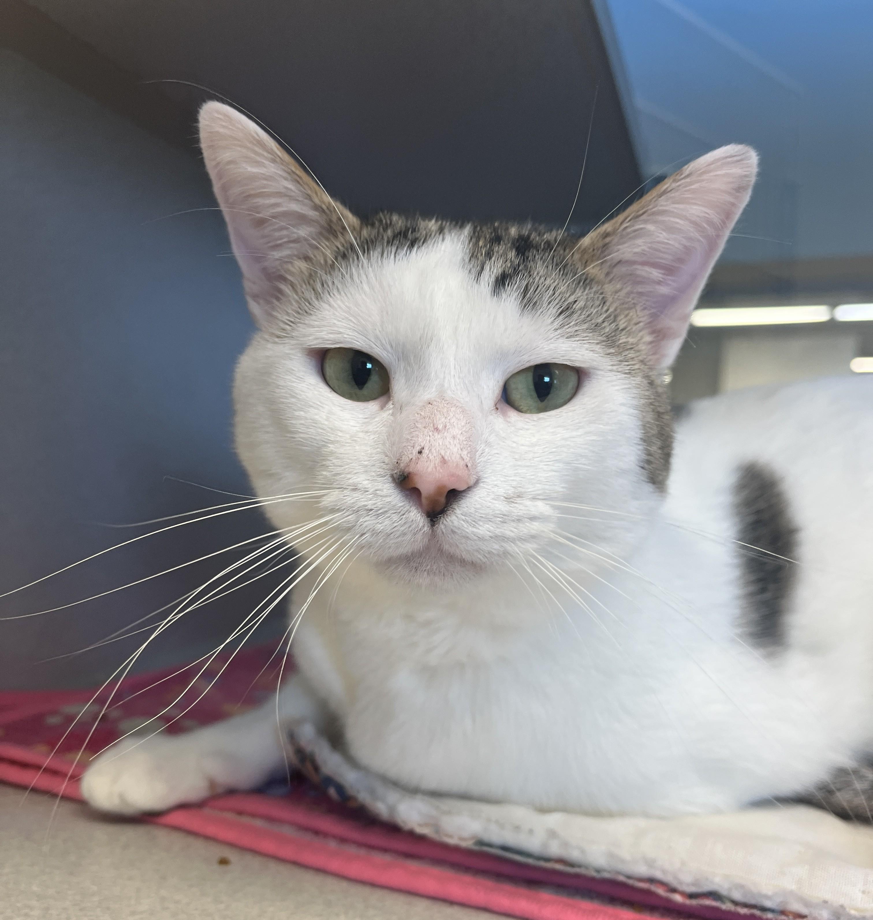Chirpy, adoptable, Adult Male Domestic Short Hair.