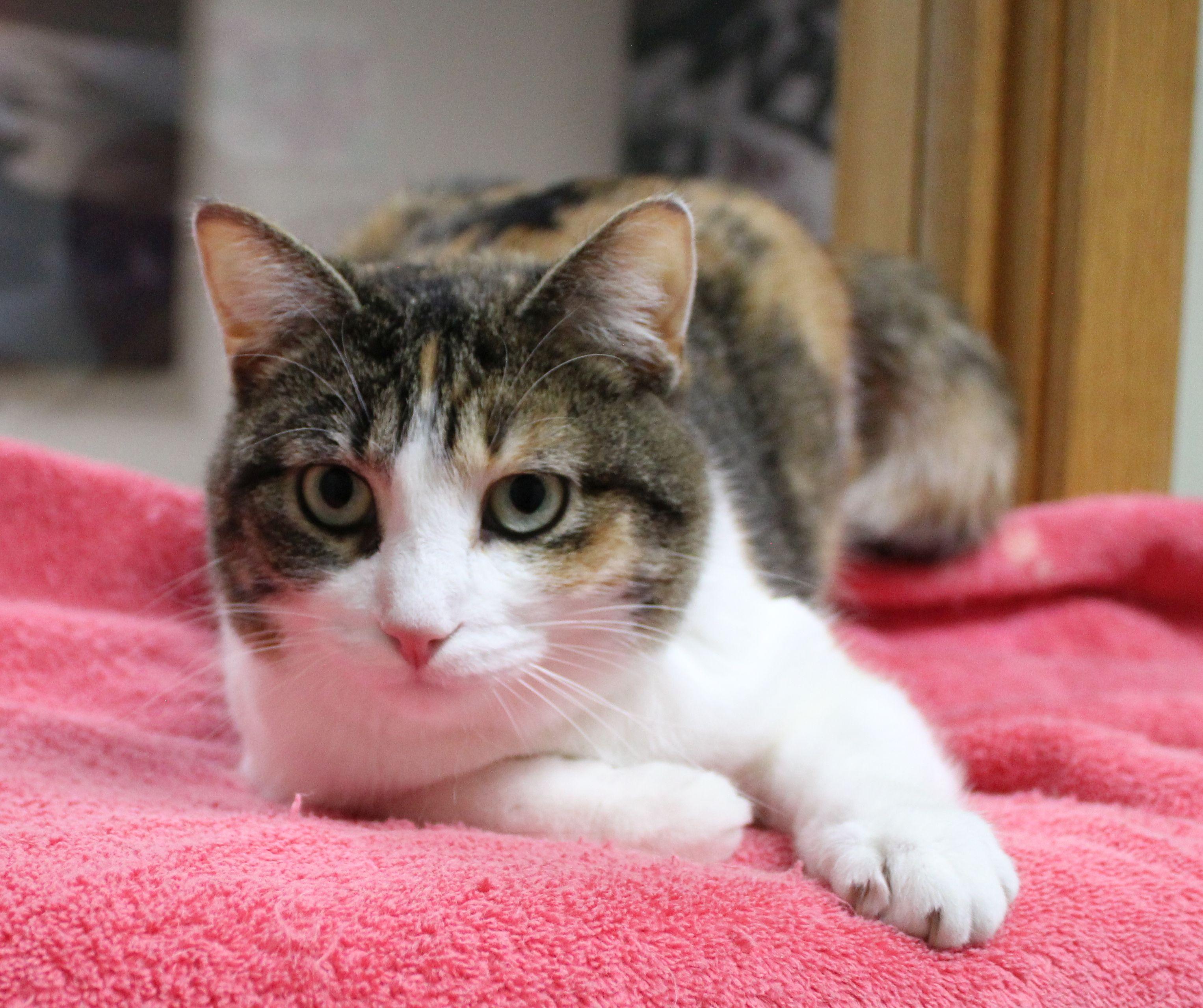 Champagne, a ADOPTABLE Torbie in Portage, WI image 2/3