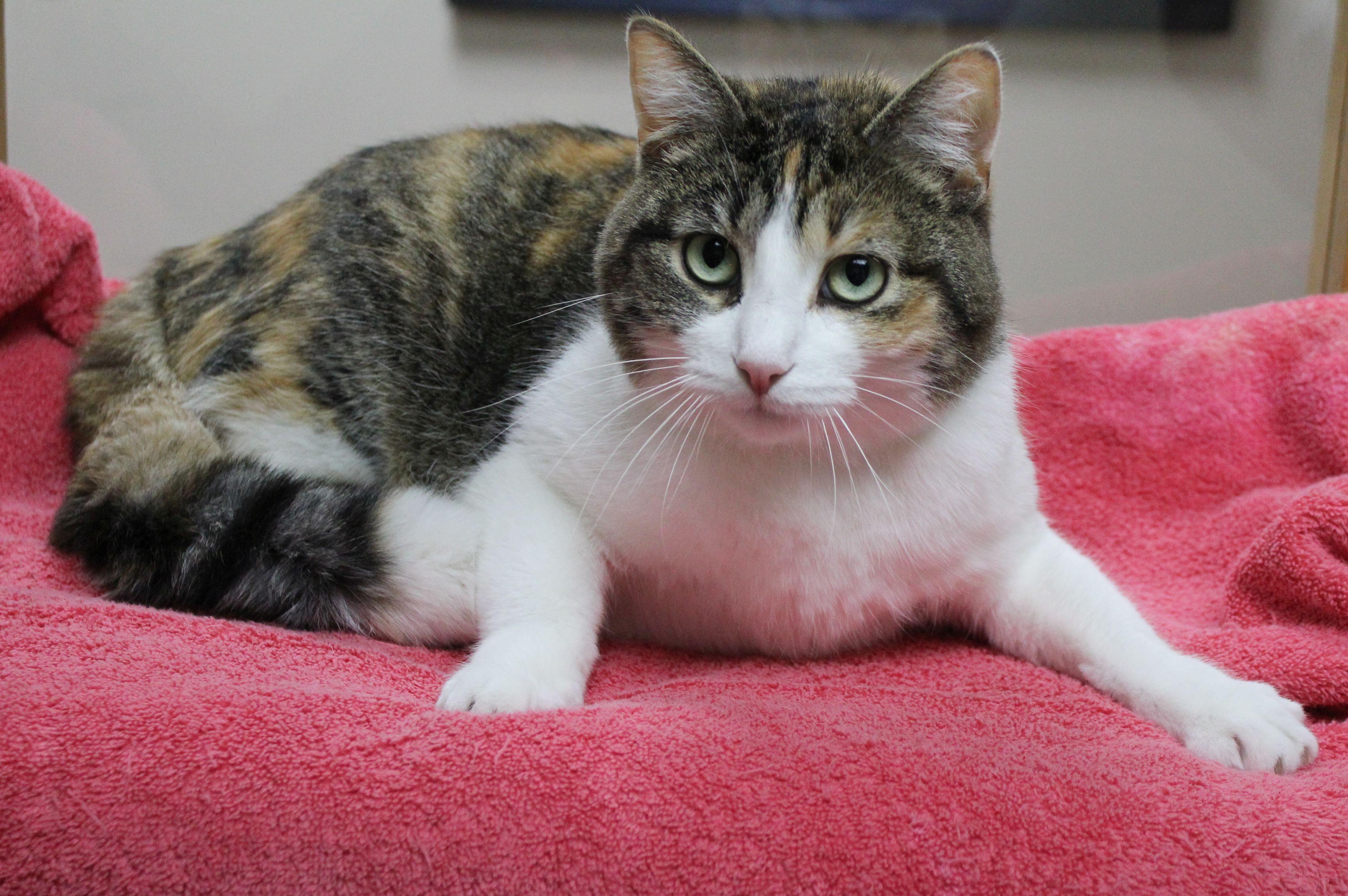 Champagne, a ADOPTABLE Torbie in Portage, WI image 3/3