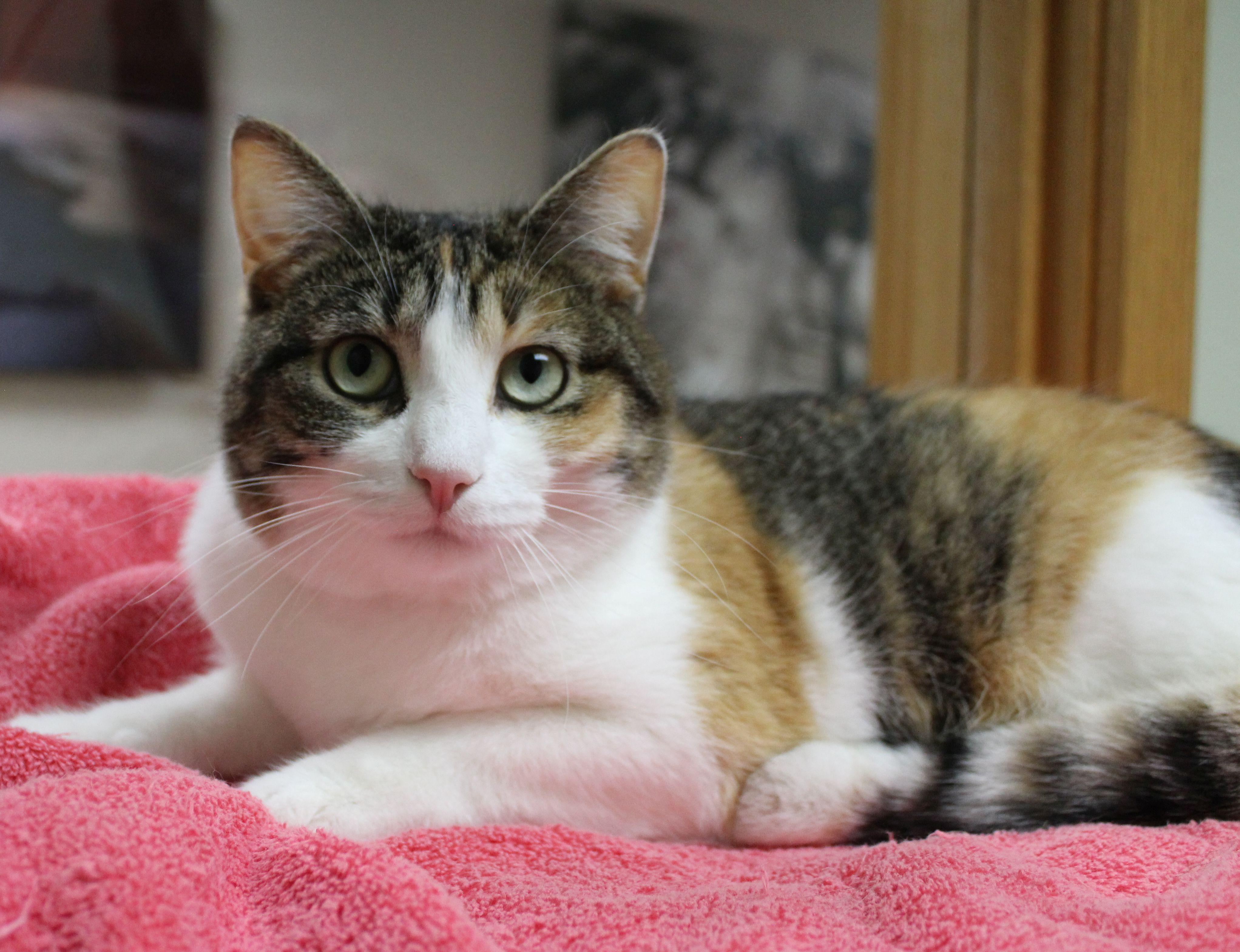 Champagne, ADOPTABLE, Adult Female Torbie.