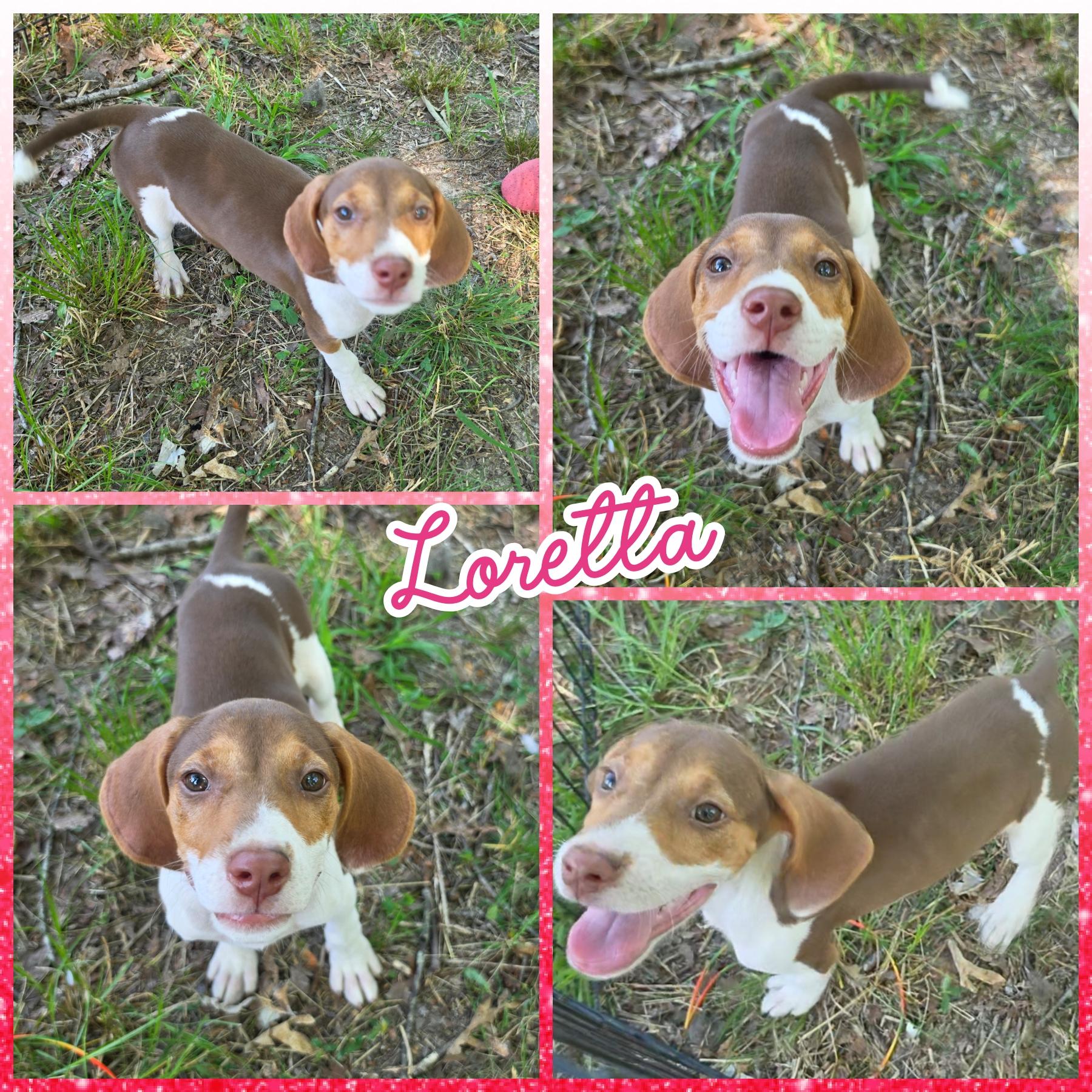 Enlarge Loretta, a ADOPTABLE mixed breed in Blacksburg, SC image 1/2