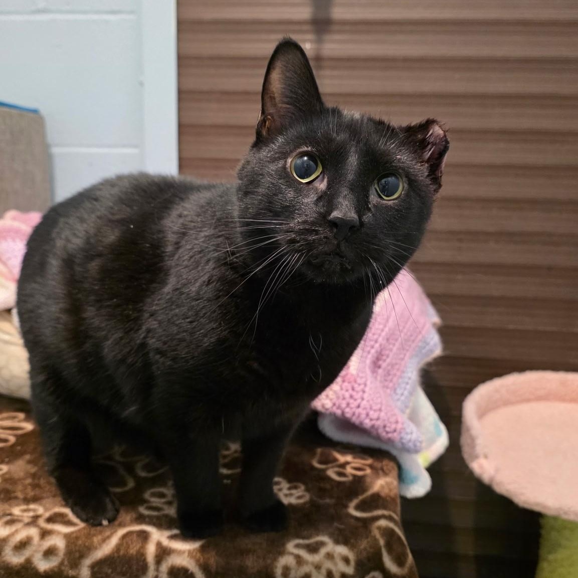 Churchill, ADOPTABLE, Adult Female Domestic Short Hair.