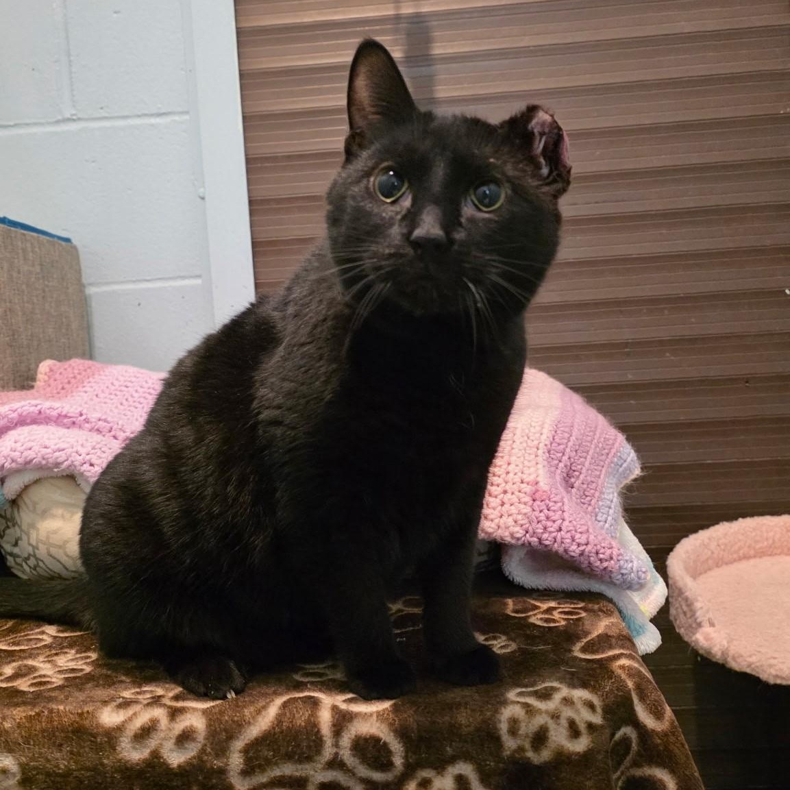 Churchill, a ADOPTABLE mixed breed in Smithtown, NY image 2/2