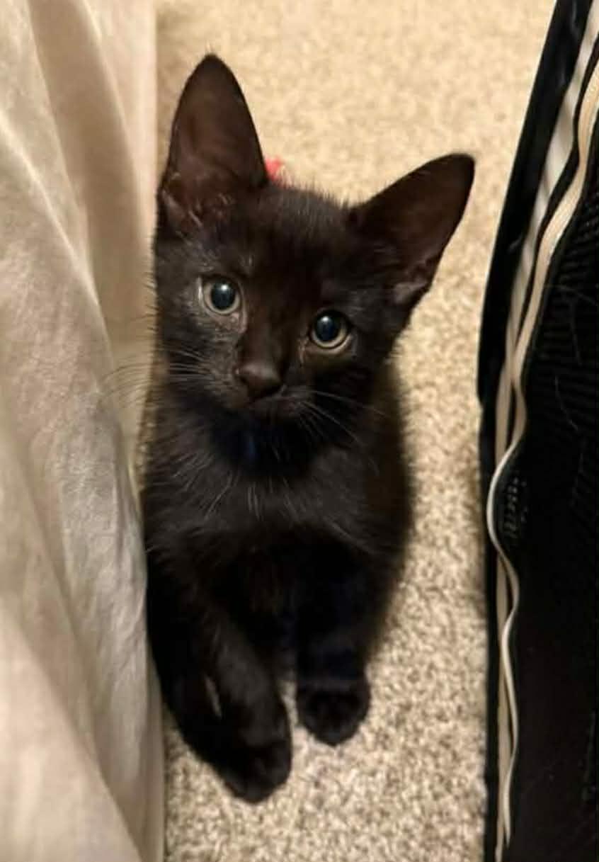 Wednesday, adopted, Kitten Male Domestic Short Hair.