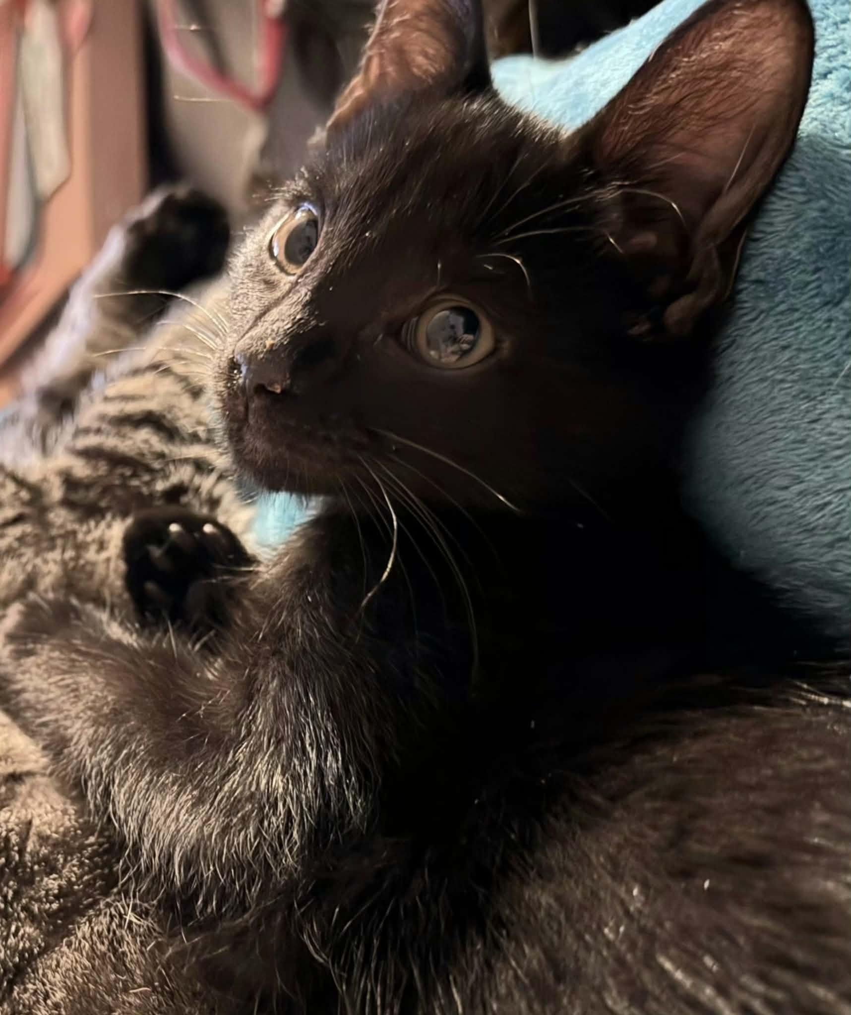 Enlarge Wednesday, an adopted Domestic Short Hair in Greenville, NC image 6/6