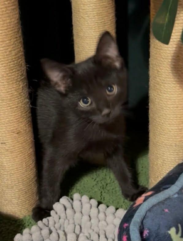 Enlarge Wednesday, an adopted Domestic Short Hair in Greenville, NC image 2/6