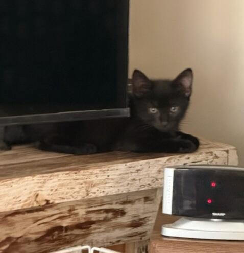 Enlarge Wednesday, an adopted Domestic Short Hair in Greenville, NC image 3/6
