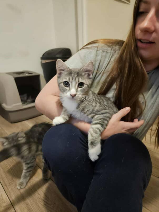 Schnitzel, Adoptable, Kitten Male Domestic Short Hair.