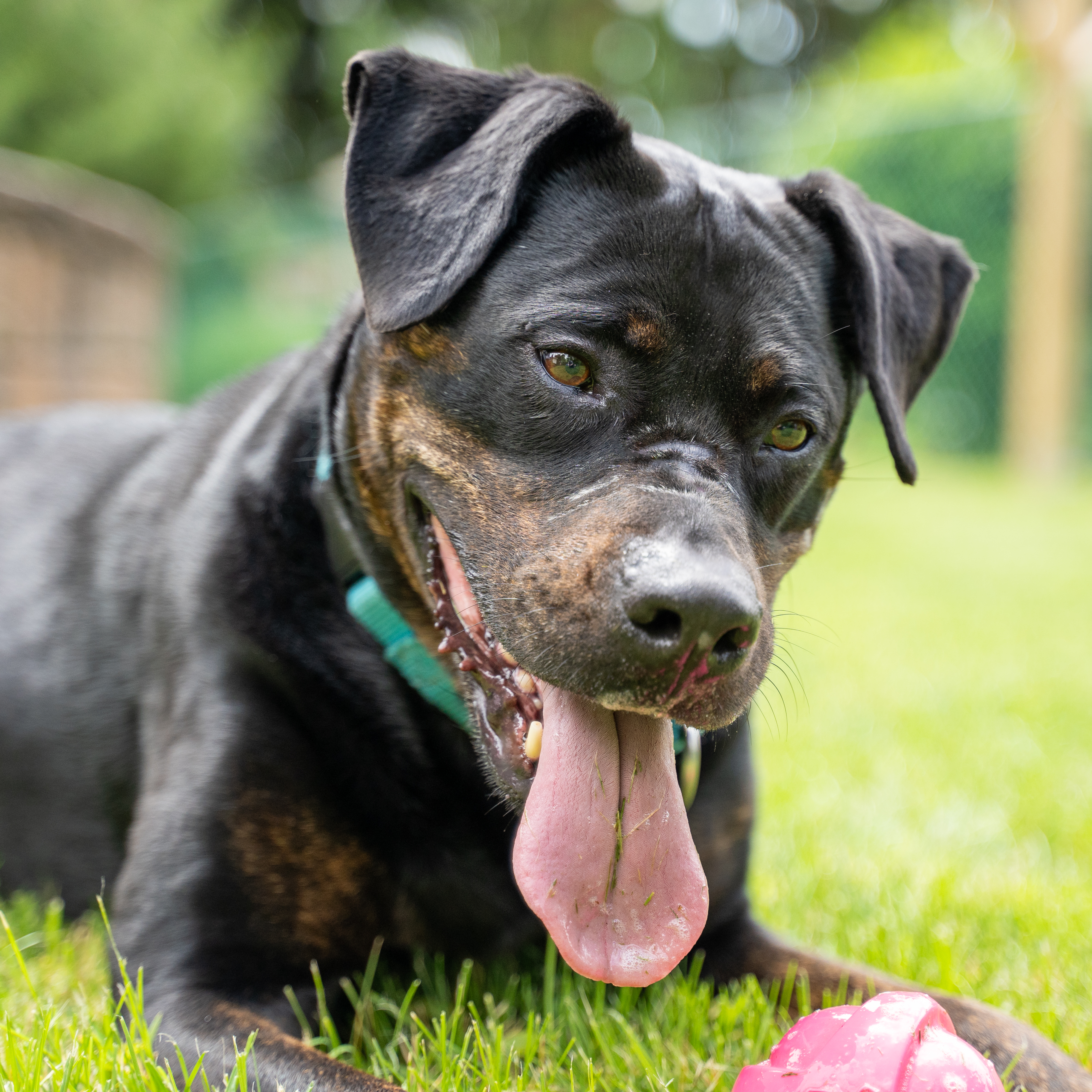 Jaida, Adoptable, Senior Female Rottweiler & Hound.