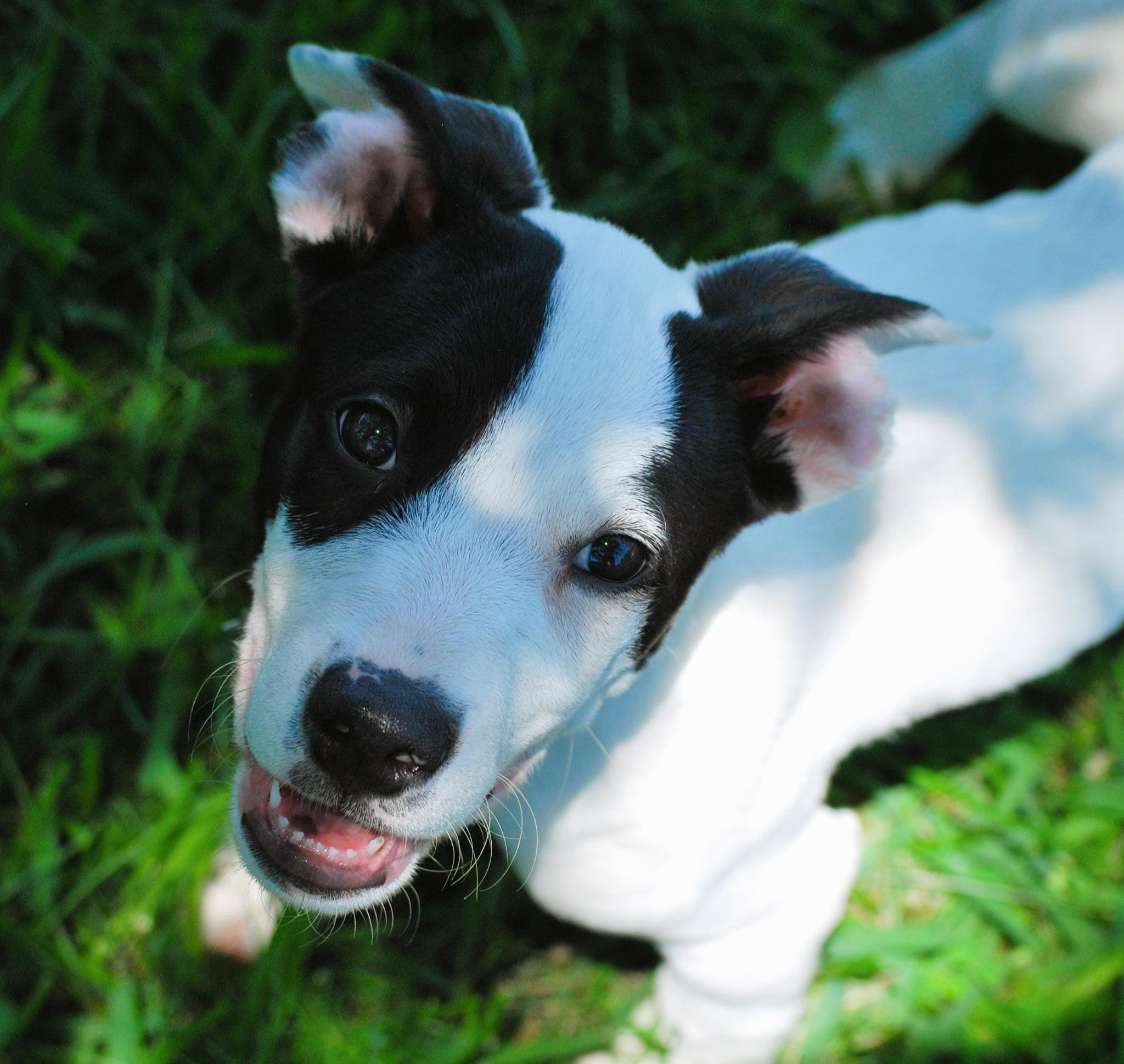 Enlarge Shelton, a Adoptable mixed breed in manchester, TN image 4/5