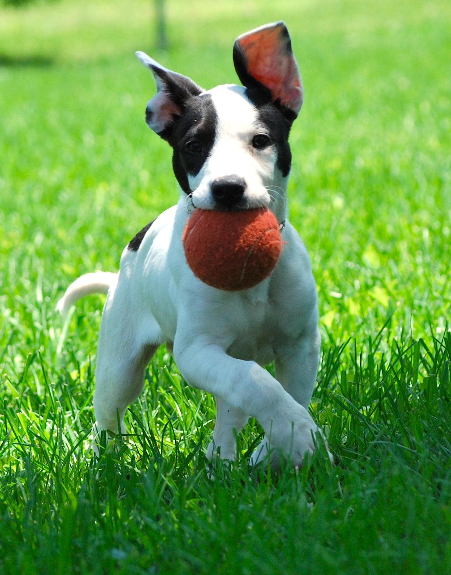 Shelton, Adoptable, Puppy Male Terrier.