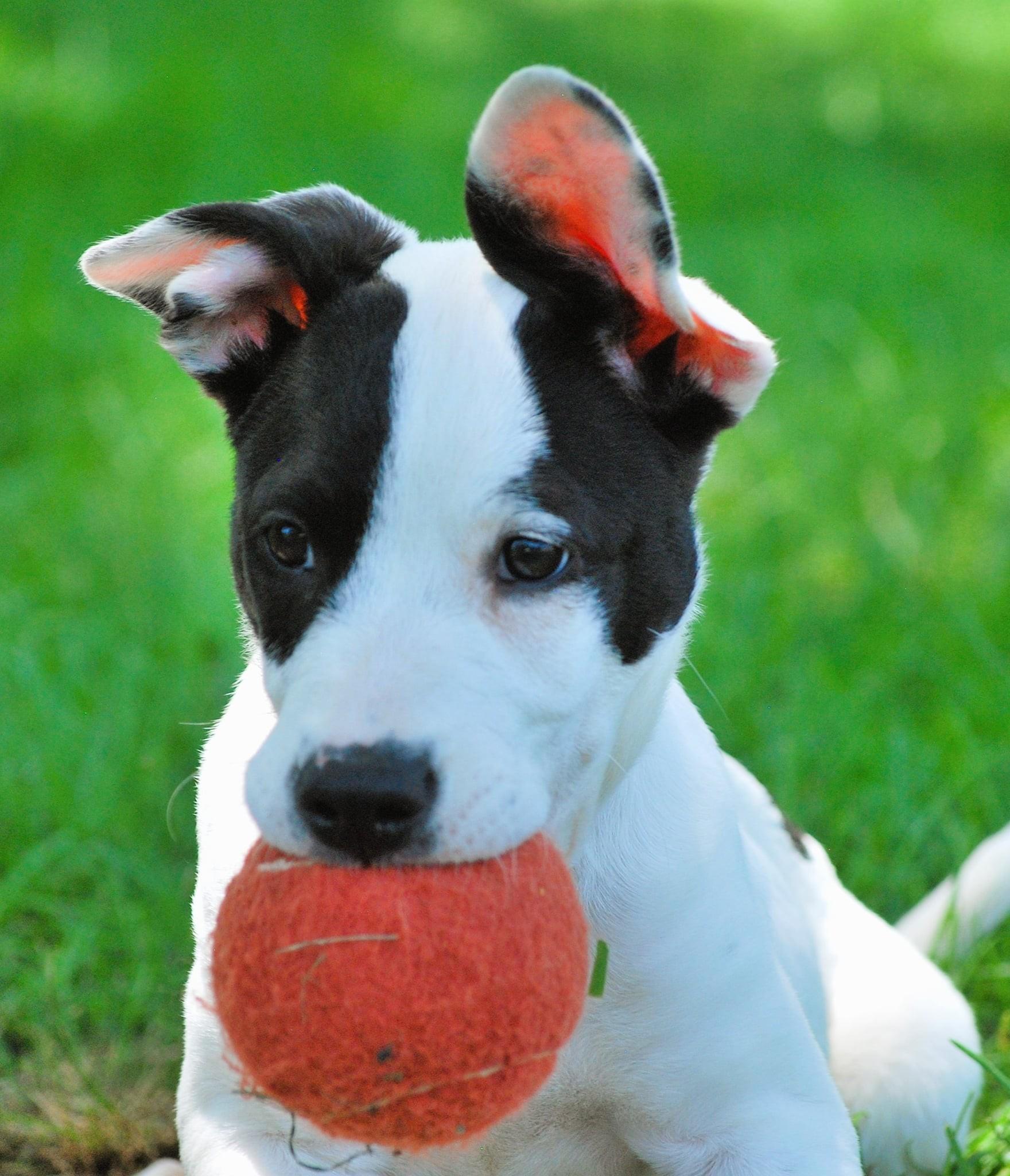 Enlarge Shelton, a Adoptable mixed breed in manchester, TN image 2/5