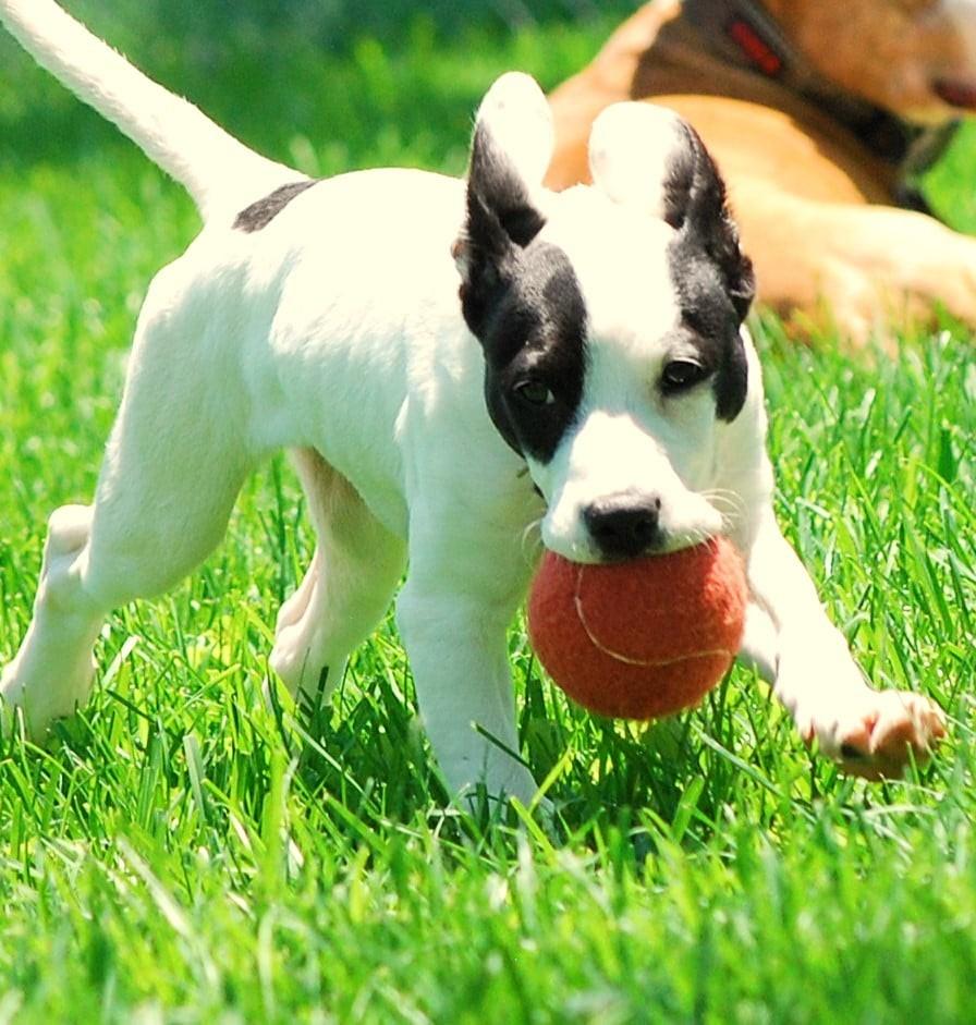 Enlarge Shelton, a Adoptable mixed breed in manchester, TN image 5/5