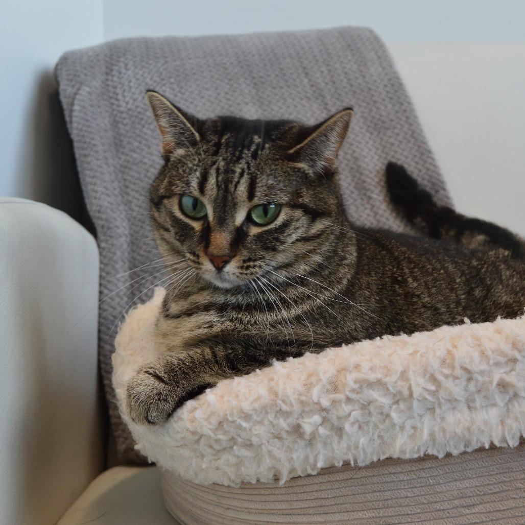 Parsnip, Adoptable, Adult Female Domestic Short Hair.