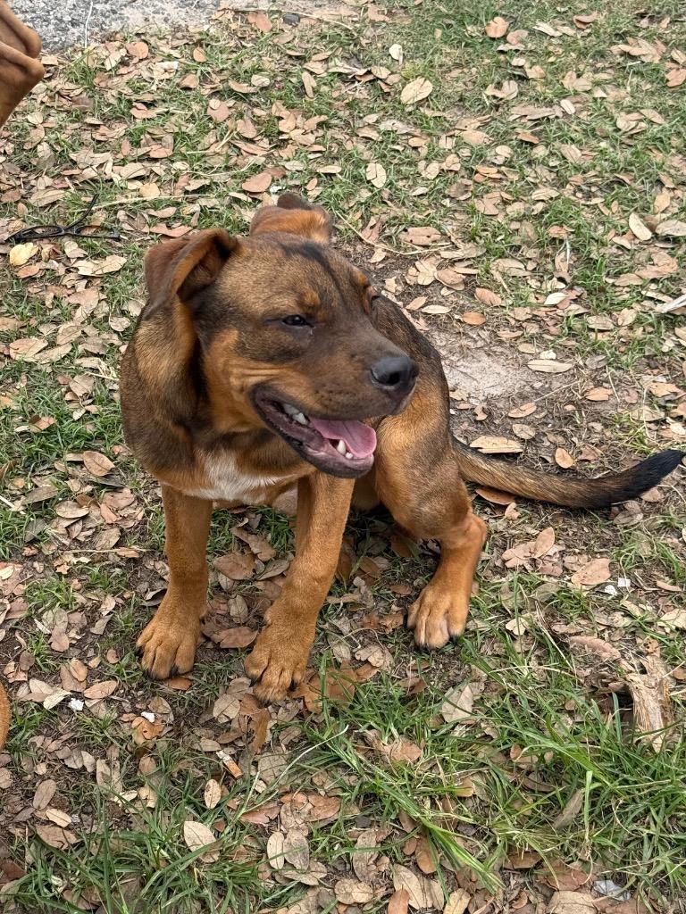 Enlarge Rambo, a Adoptable mixed breed in Rockport, TX image 1/6