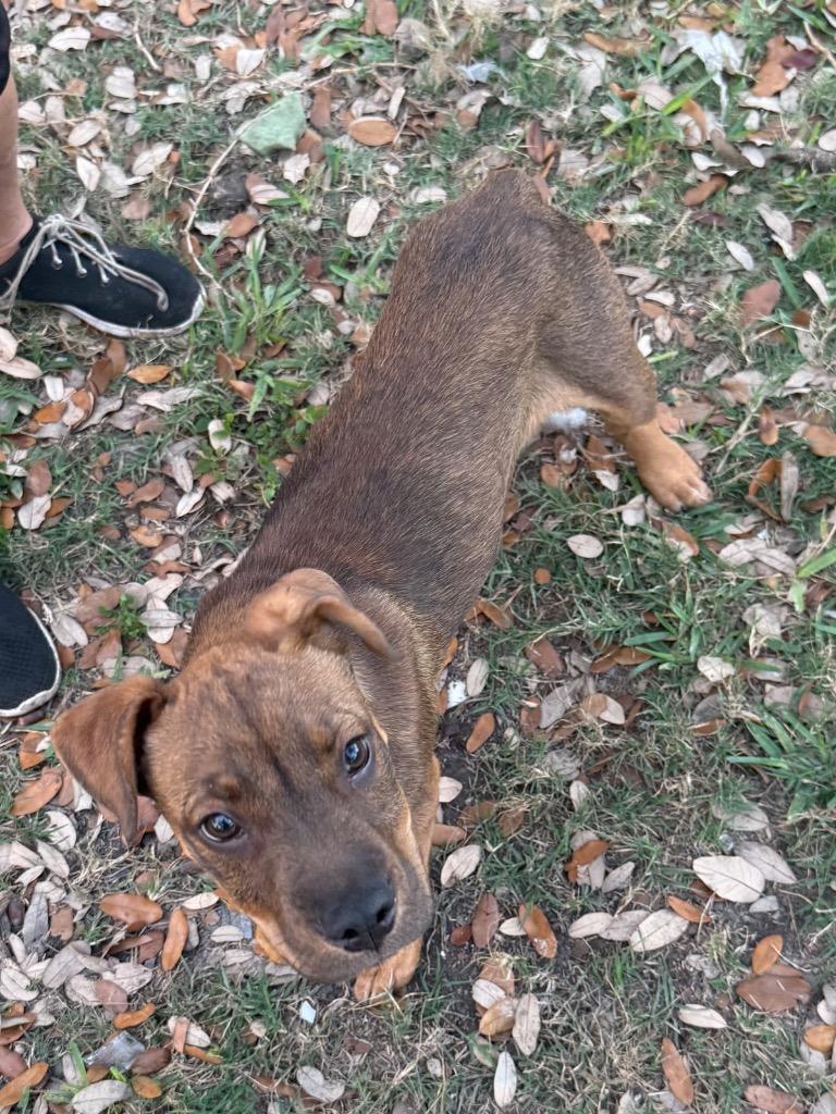 Enlarge Rambo, a Adoptable mixed breed in Rockport, TX image 2/6