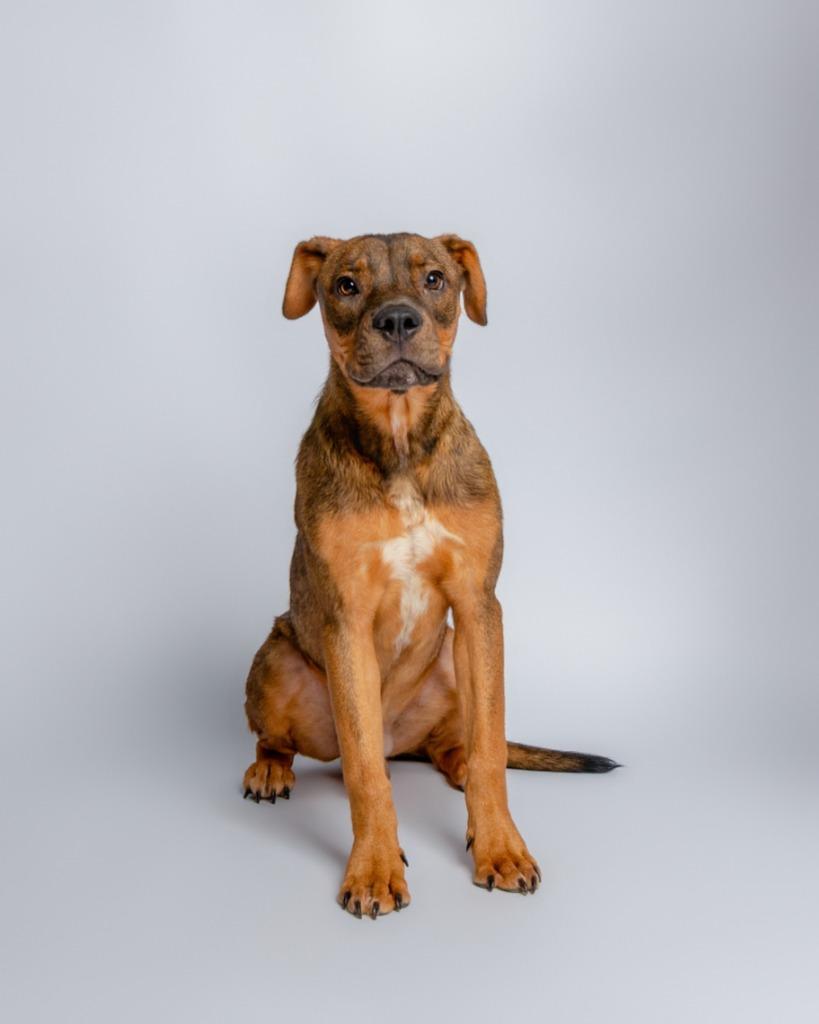 Enlarge Rambo, a Adoptable mixed breed in Rockport, TX image 3/6