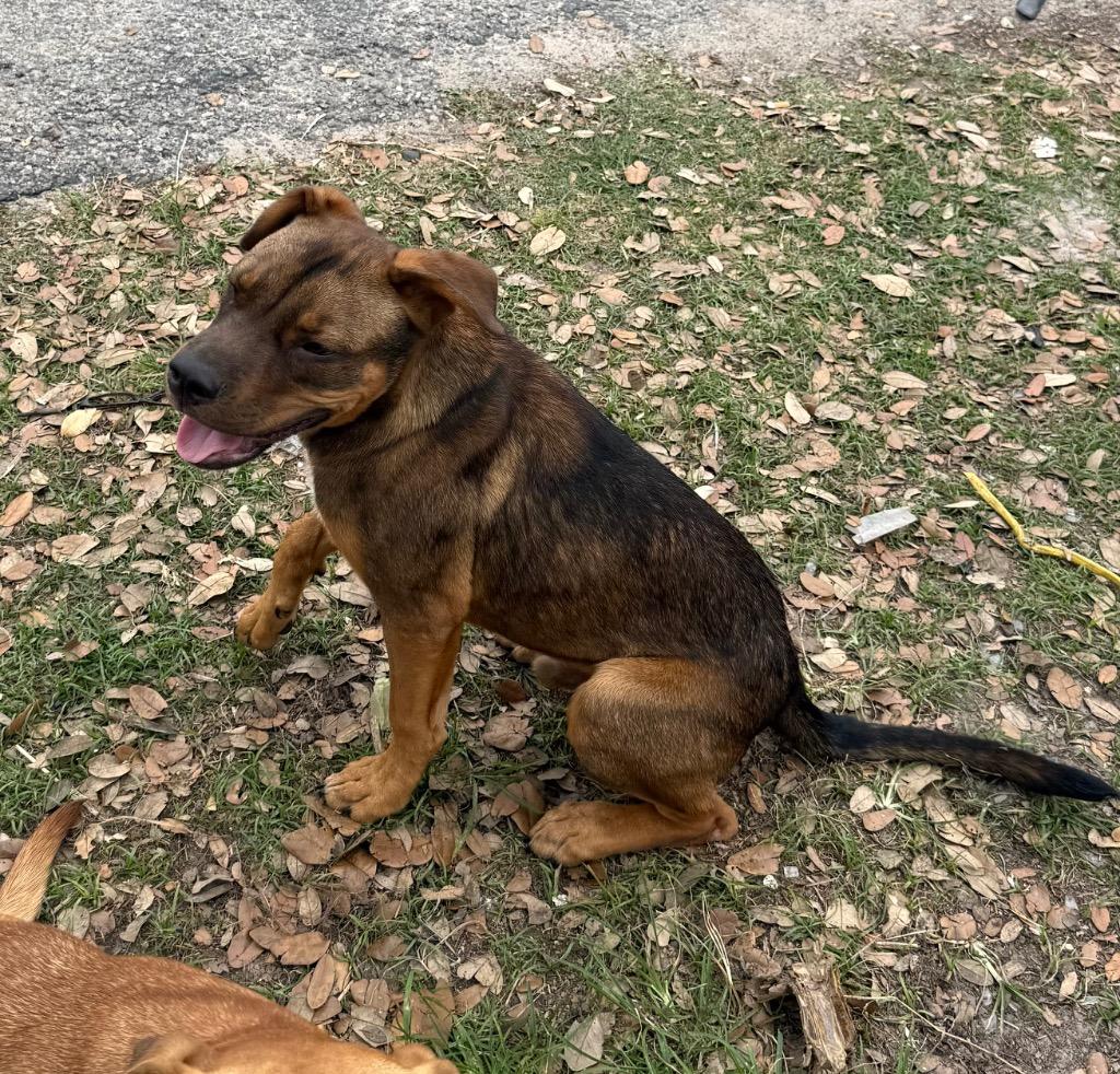 Enlarge Rambo, a Adoptable mixed breed in Rockport, TX image 4/6