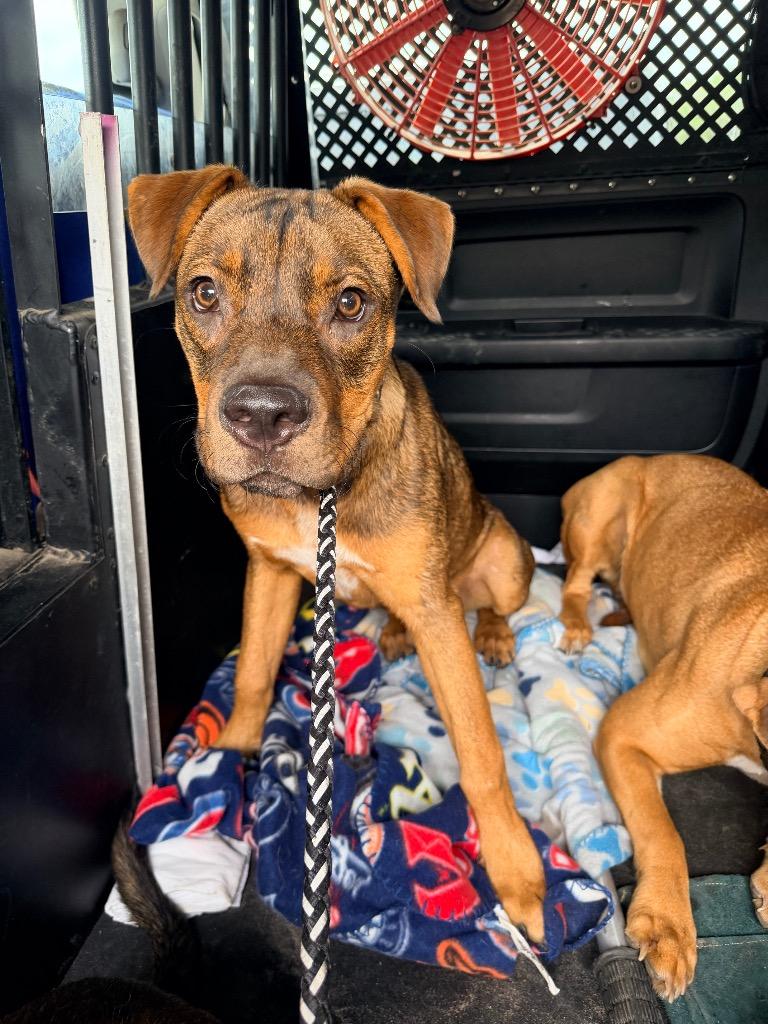Enlarge Rambo, a Adoptable mixed breed in Rockport, TX image 5/6