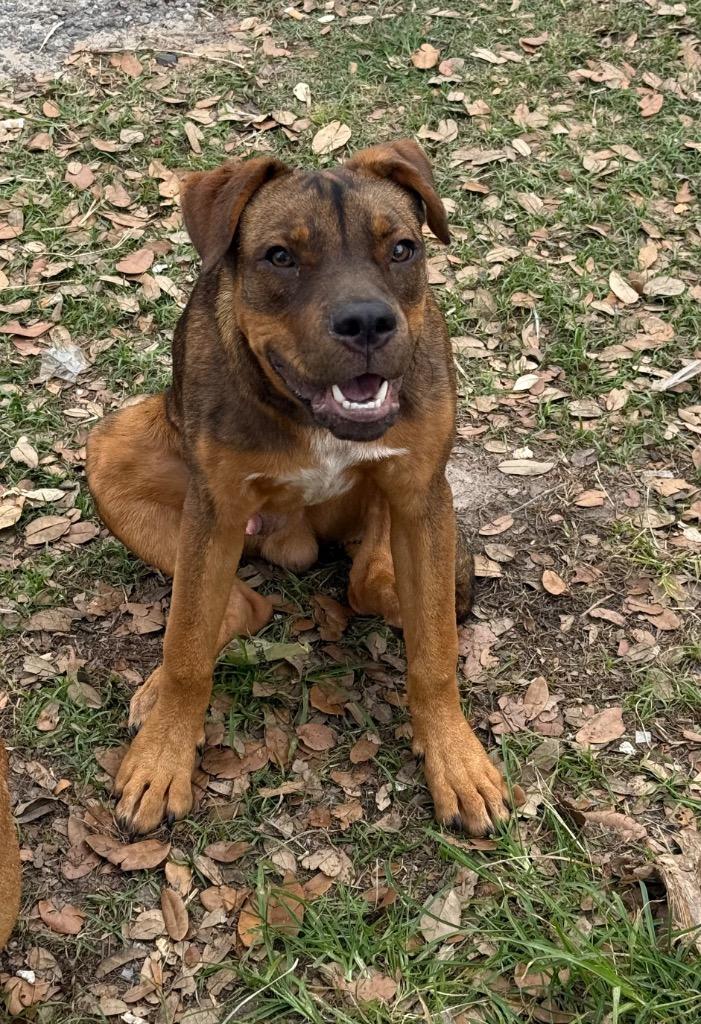 Enlarge Rambo, a Adoptable mixed breed in Rockport, TX image 6/6