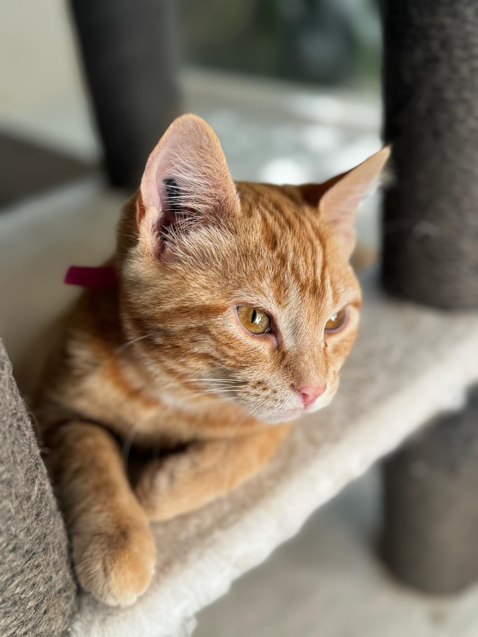 Cat for adoption Kali, a Domestic Short Hair in Courtenay, BC Petfinder