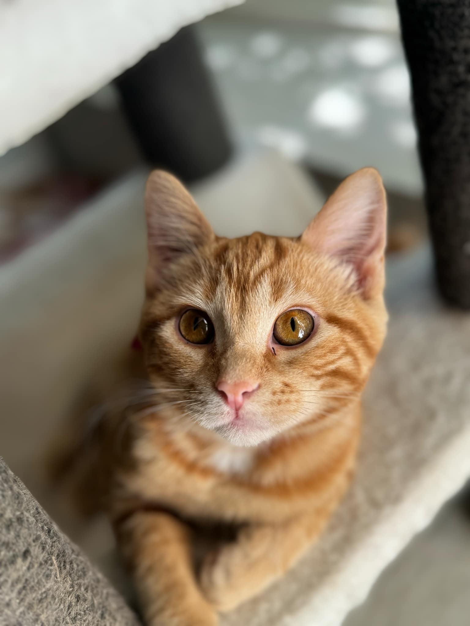 Cat for adoption Kali, a Domestic Short Hair in Courtenay, BC Petfinder