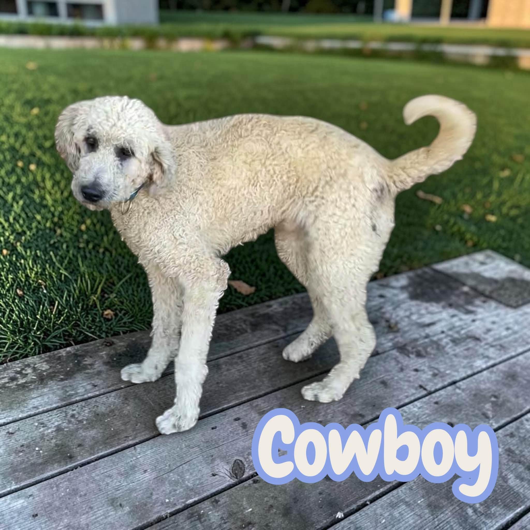 Enlarge Cowboy - ready for a loving family of his own, a Adoptable mixed breed in Greenwich, CT image 2/4
