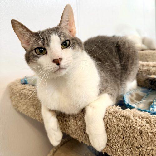 Enlarge Twinnie, a Adoptable Domestic Short Hair in Fishers, IN image 1/2