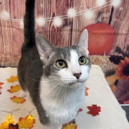 Enlarge Twinnie, a Adoptable Domestic Short Hair in Fishers, IN image 2/2
