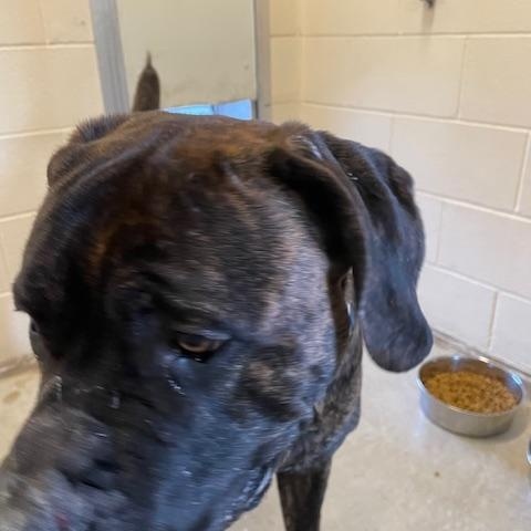 Buddy, ADOPTABLE, Adult Male Cane Corso & Mixed Breed.