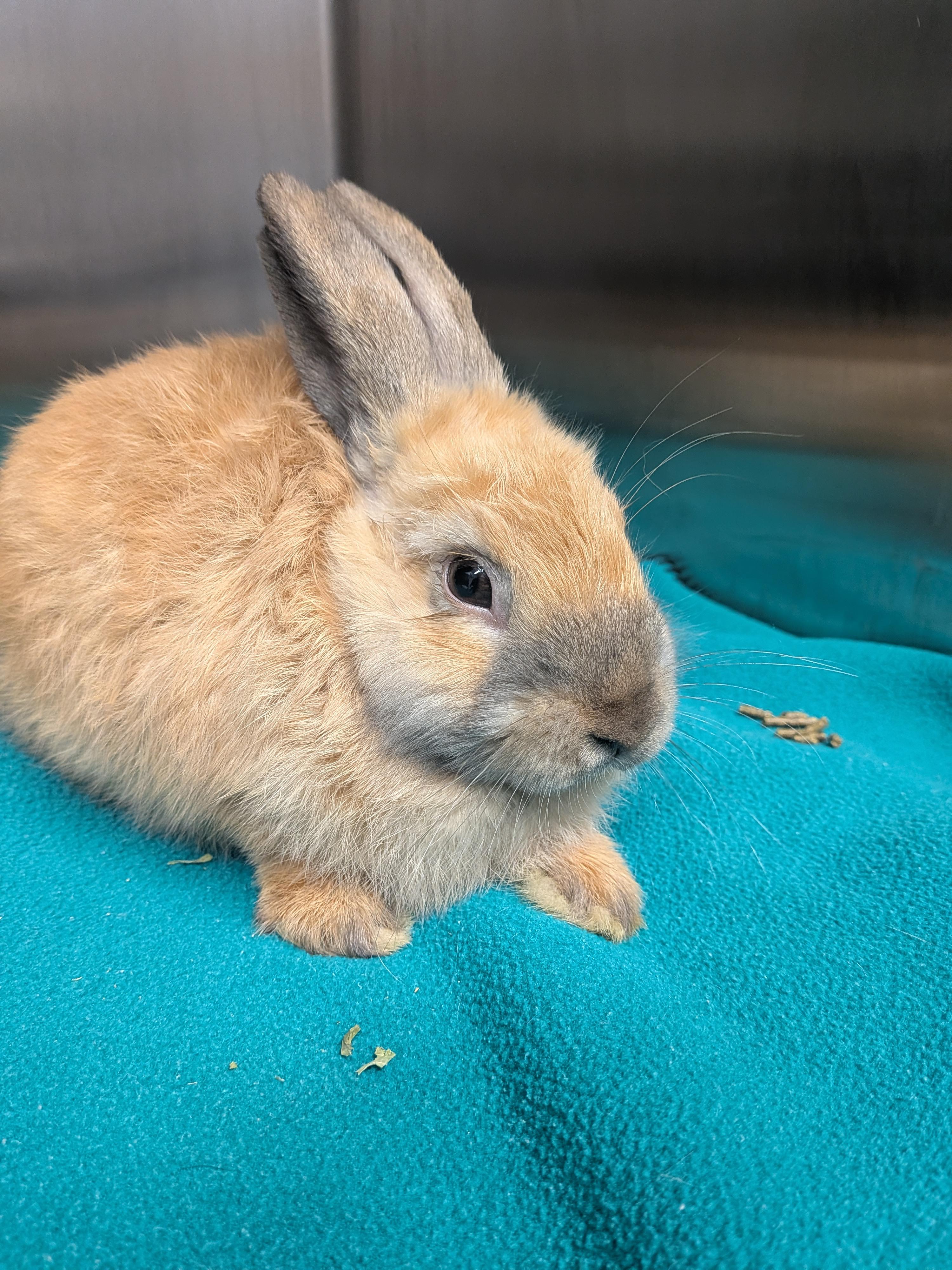 Enlarge Dale, a Adoptable Satin in Grand Rapids, MI image 1/2