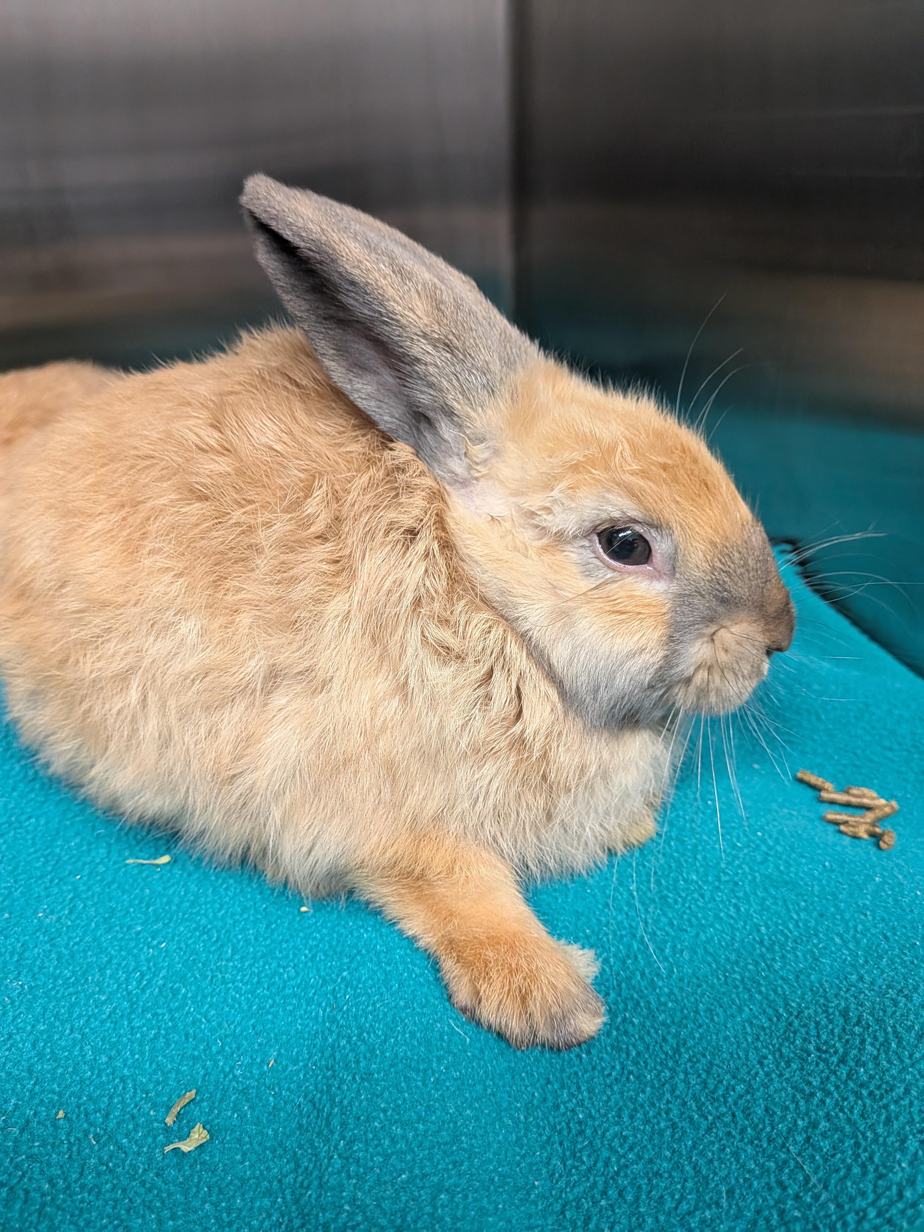 Enlarge Dale, a Adoptable Satin in Grand Rapids, MI image 2/2