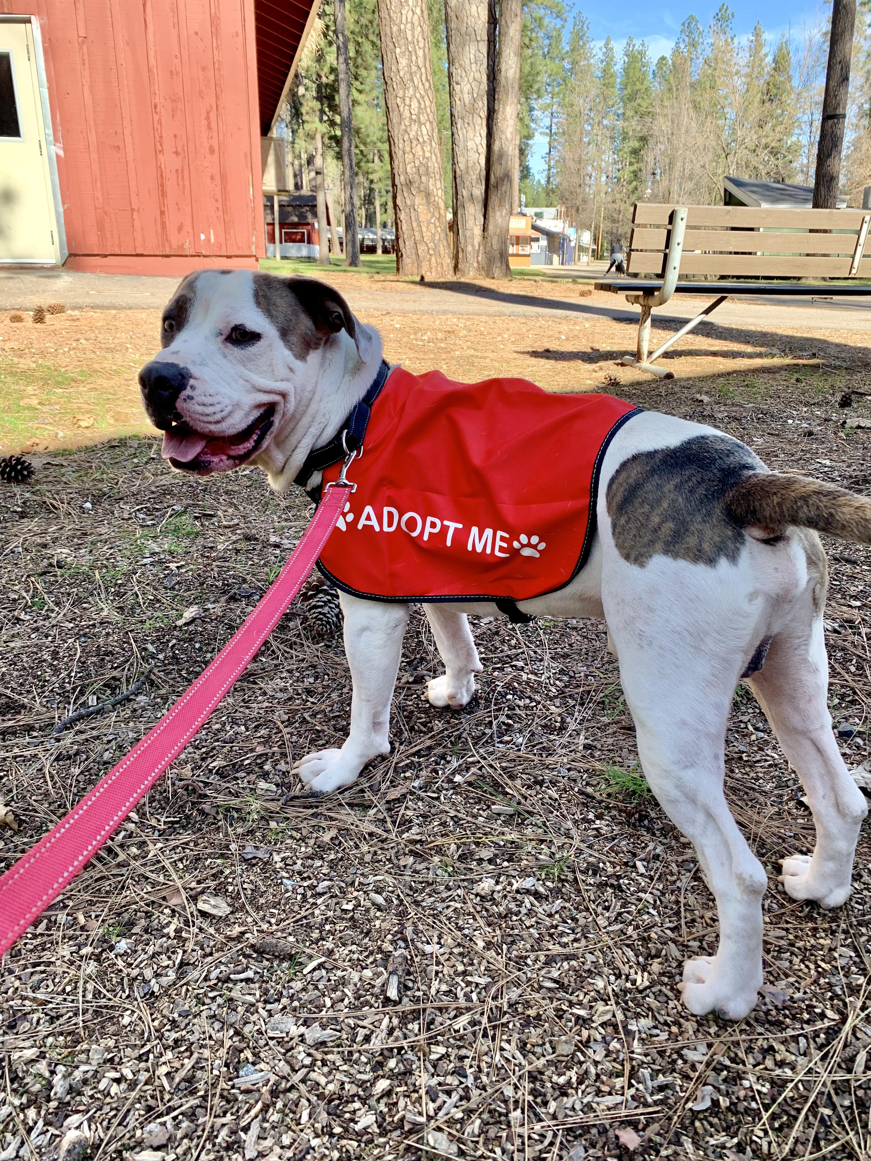 Leon, a ADOPTABLE mixed breed in Grass Valley, CA image 5/6