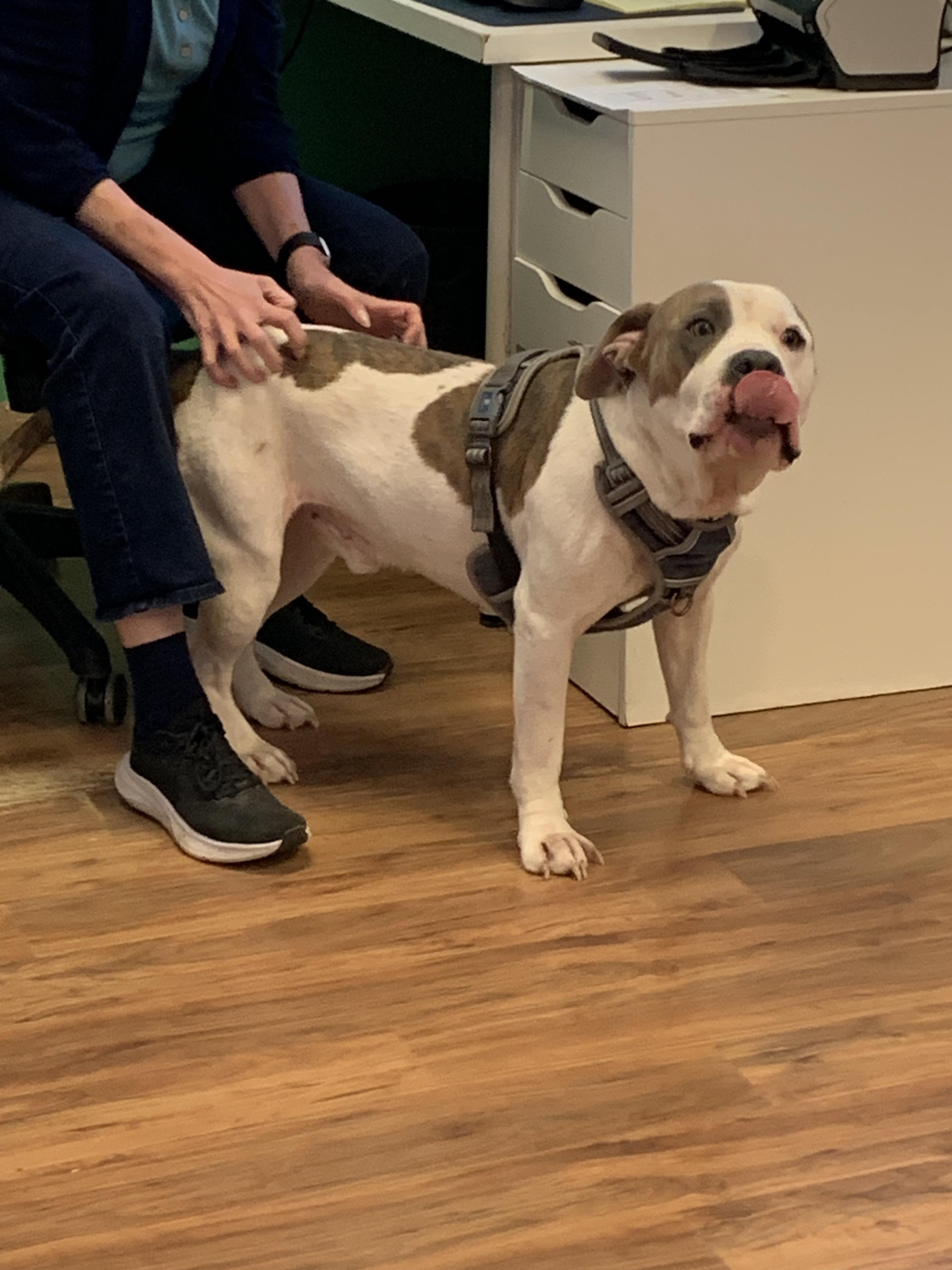 Enlarge Leon, a ADOPTABLE mixed breed in Grass Valley, CA image 6/6