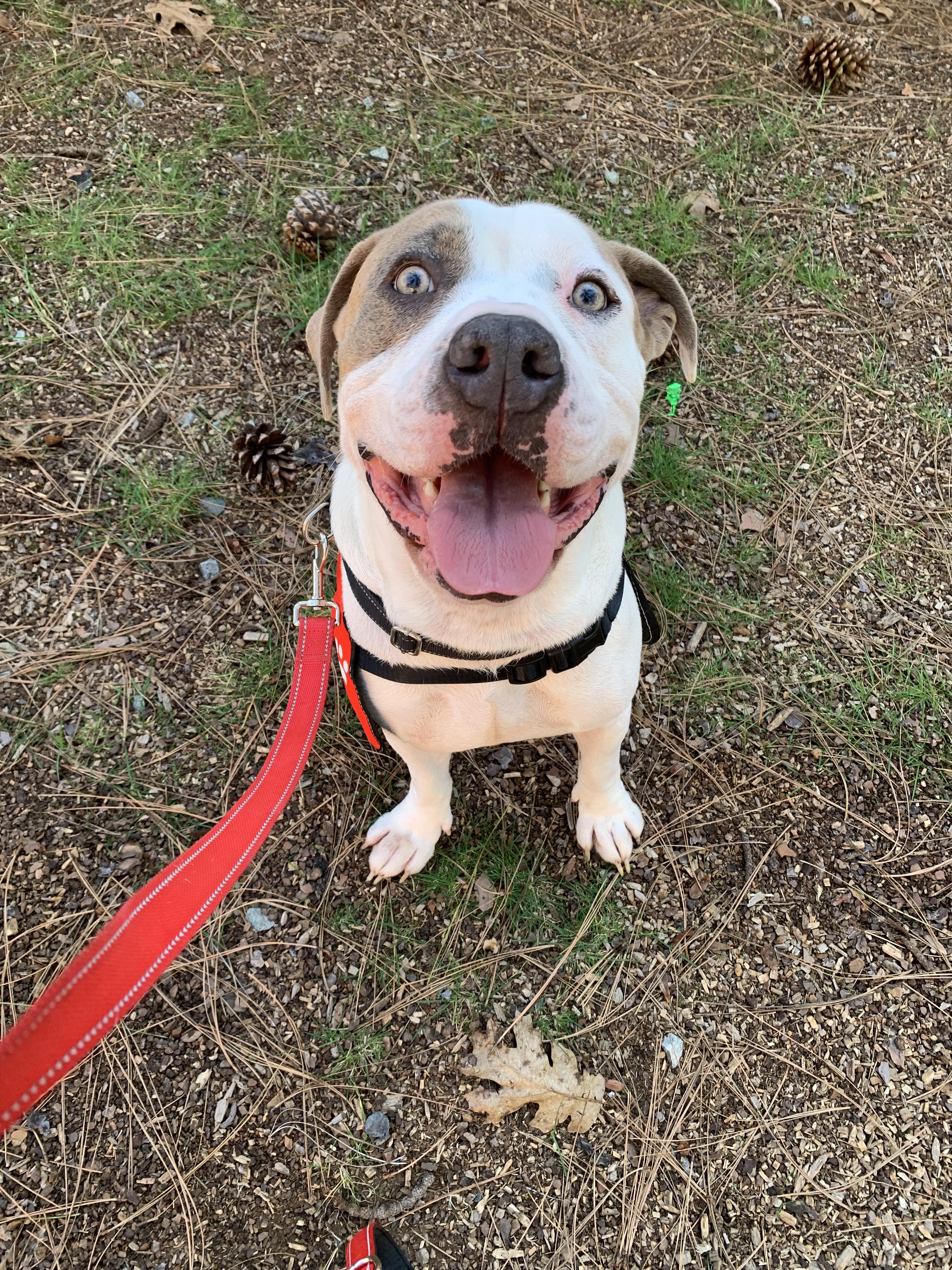 Leon, a ADOPTABLE mixed breed in Grass Valley, CA image 2/6