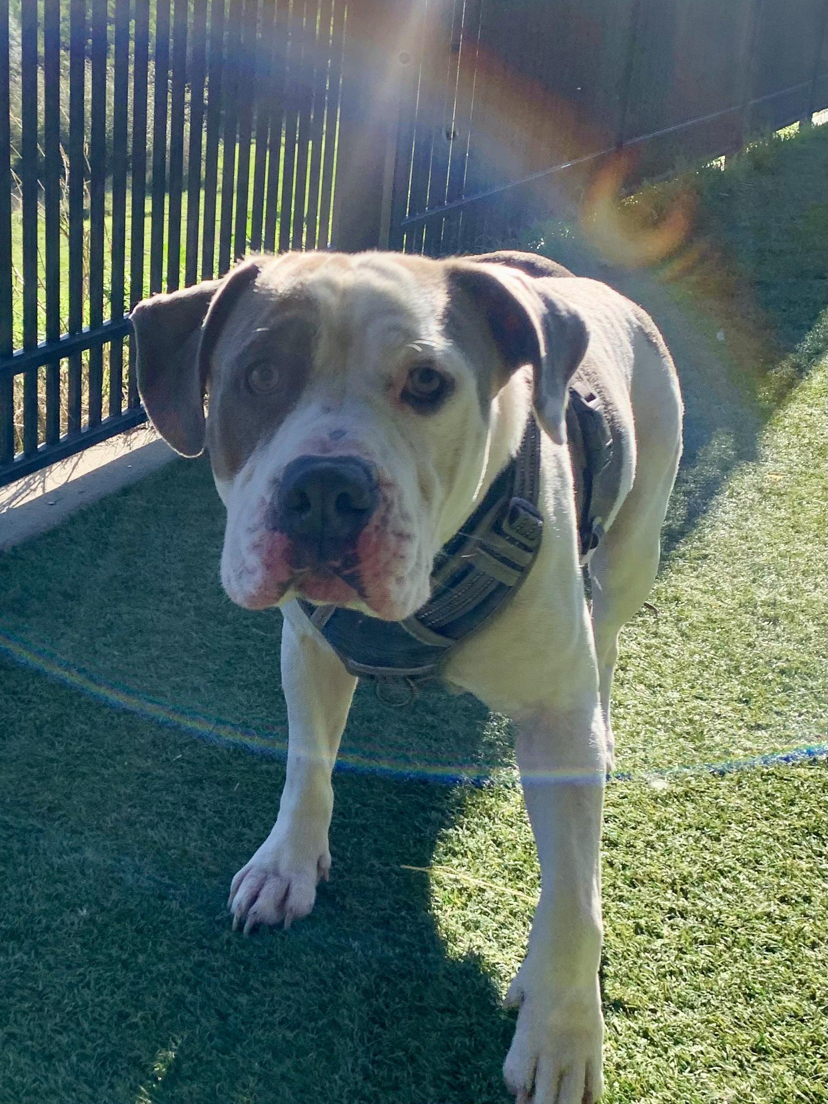 Enlarge Leon, a ADOPTABLE mixed breed in Grass Valley, CA image 2/6