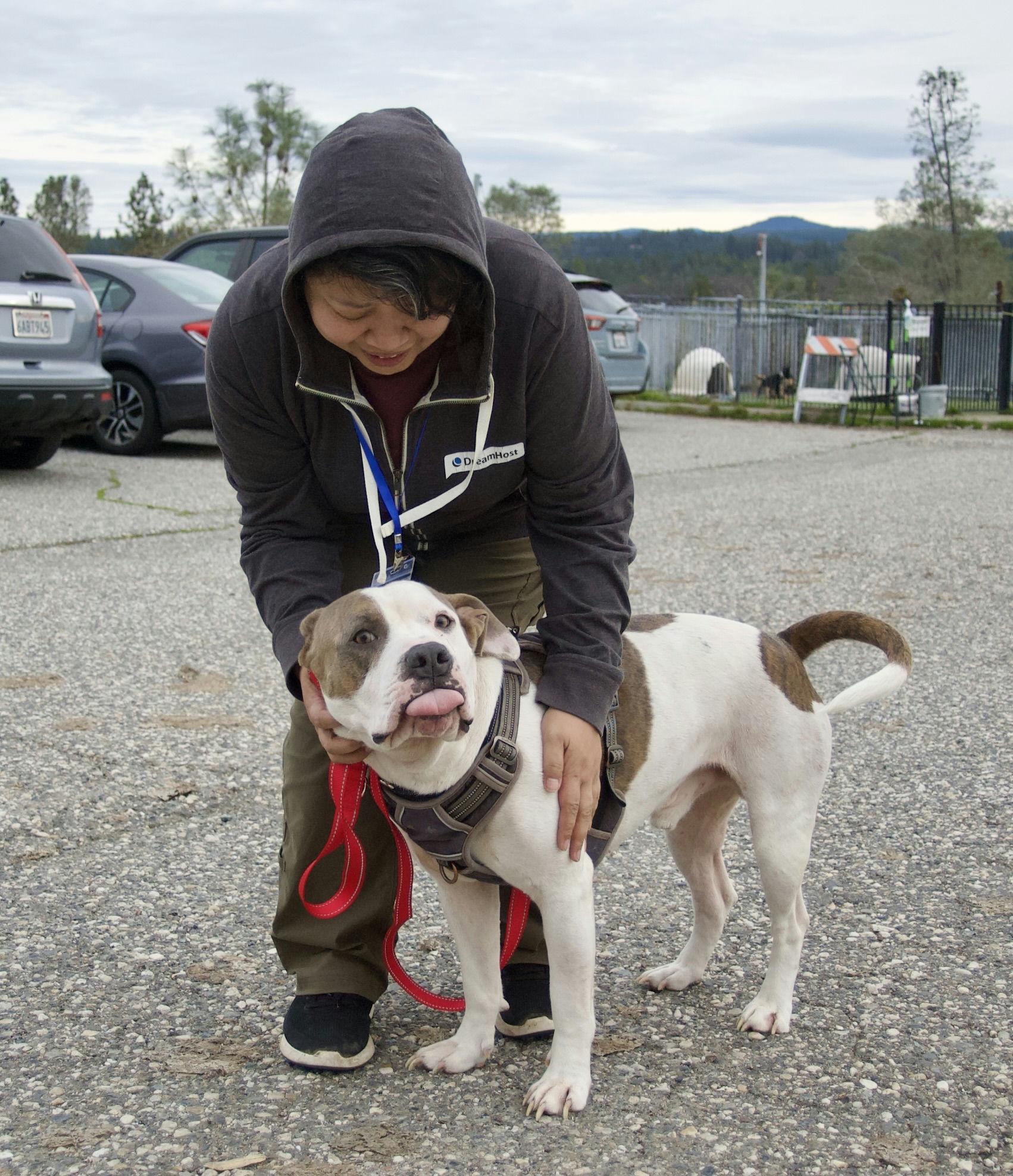 Enlarge Leon, a ADOPTABLE mixed breed in Grass Valley, CA image 4/6