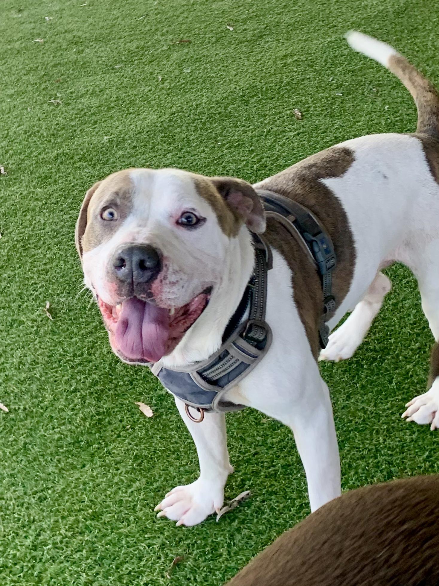 Leon, ADOPTABLE, Adult Male Pit Bull Terrier.