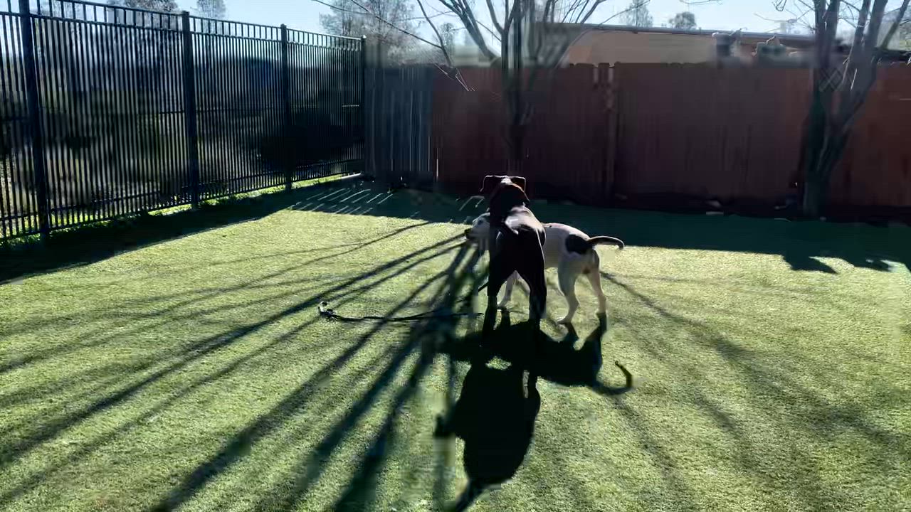 Enlarge Leon, a ADOPTABLE mixed breed in Grass Valley, CA video 6/6