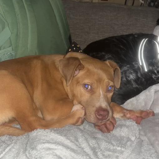 Enlarge Phyllis, a Adoptable mixed breed in Tuscaloosa, AL image 1/2