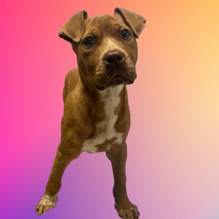 Enlarge Phyllis, a Adoptable mixed breed in Tuscaloosa, AL image 2/2