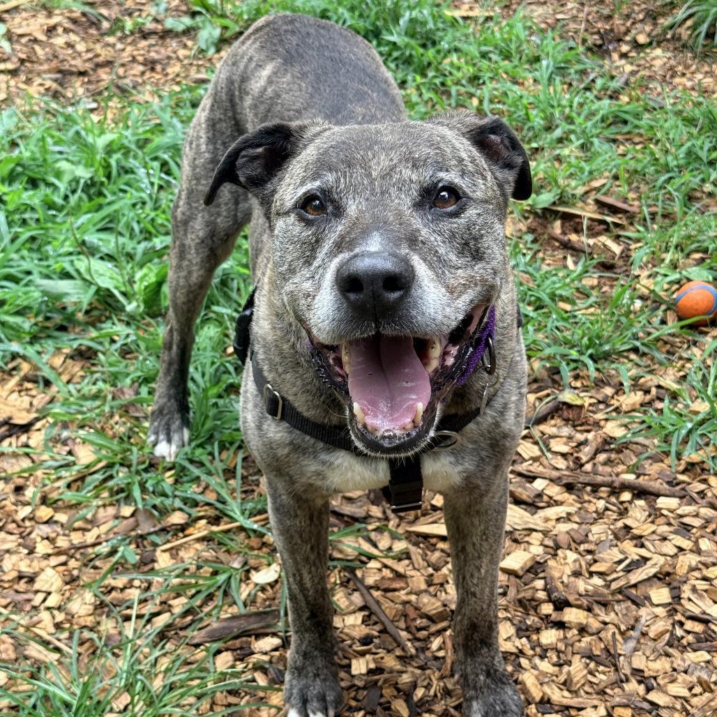 Loco, Adoptable, Senior Male Pit Bull Terrier.